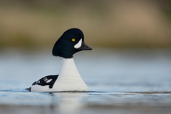Barrow's Goldeneye,  River Laxa, Iceland, May 2022