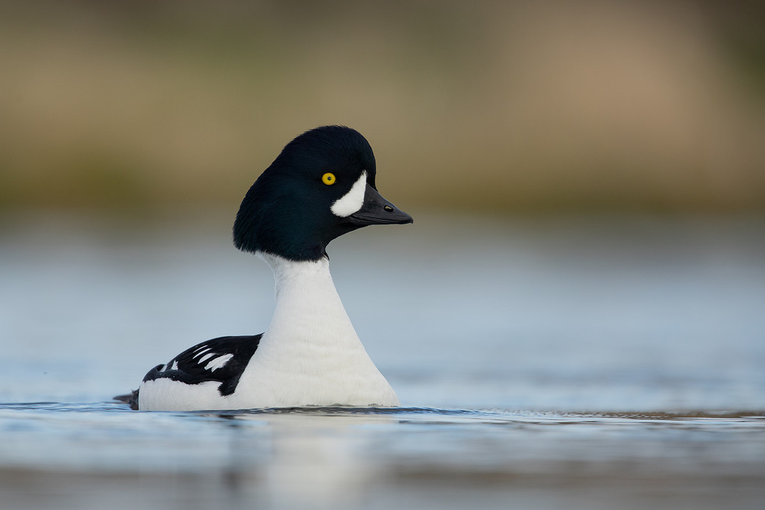Barrow's Goldeneye, River Laxa, Iceland, May 2022