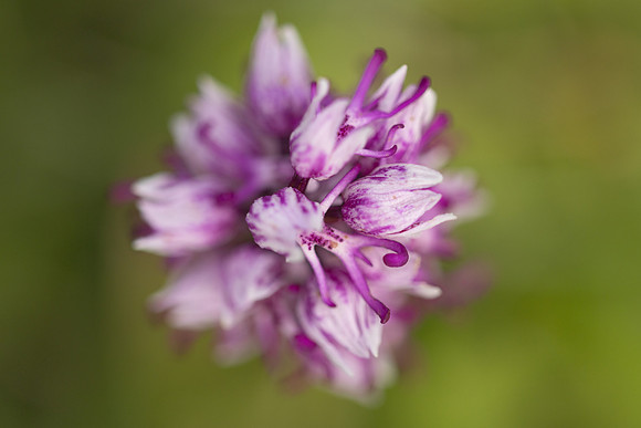 Monkey Orchid, Kent, May 2024