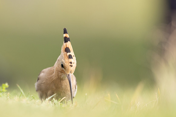 Hoopoe, Swansea, October 2024