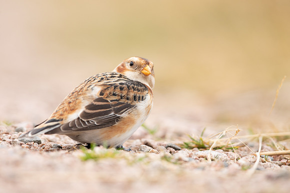 Snow Bunting, Cairngorms, February  2023