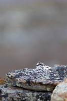 Ptarmigan, Mount Alias, Finland, June 2025