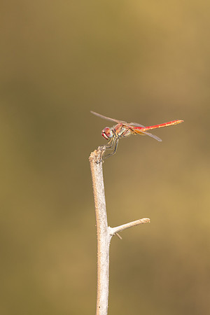 Red-veined Darter, (male) Cape Greco, Cyprus, July 2024