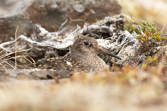 Purple Sandpiper, Raufarhofn, Iceland, June 2022