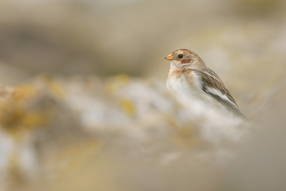 Snow Bunting, Severn Beach, November 2020