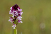 Burnt Tip-orchid var. aestivalis, Ladle Hill, July 2024,