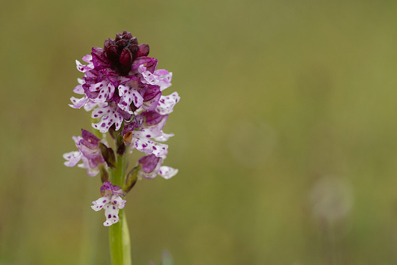 Burnt Tip-orchid var. aestivalis, Ladle Hill, July 2024,