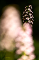 Lady Orchid, Yockletts Bank, May 2024