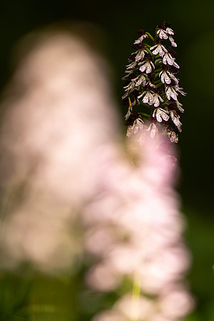 Lady Orchid, Yockletts Bank, May 2024