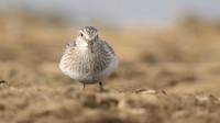 Bairds Sandpiper, Kenfig NNR, October 2016