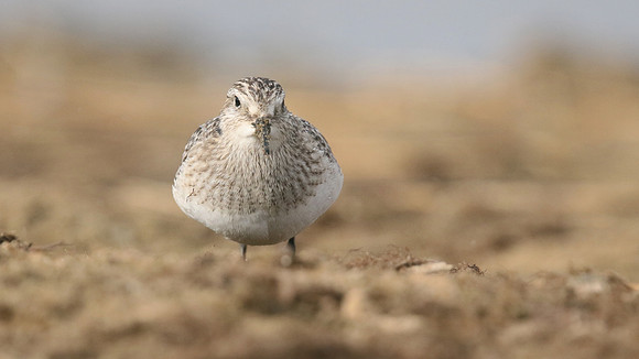 Bairds Sandpiper, Kenfig NNR, October 2016