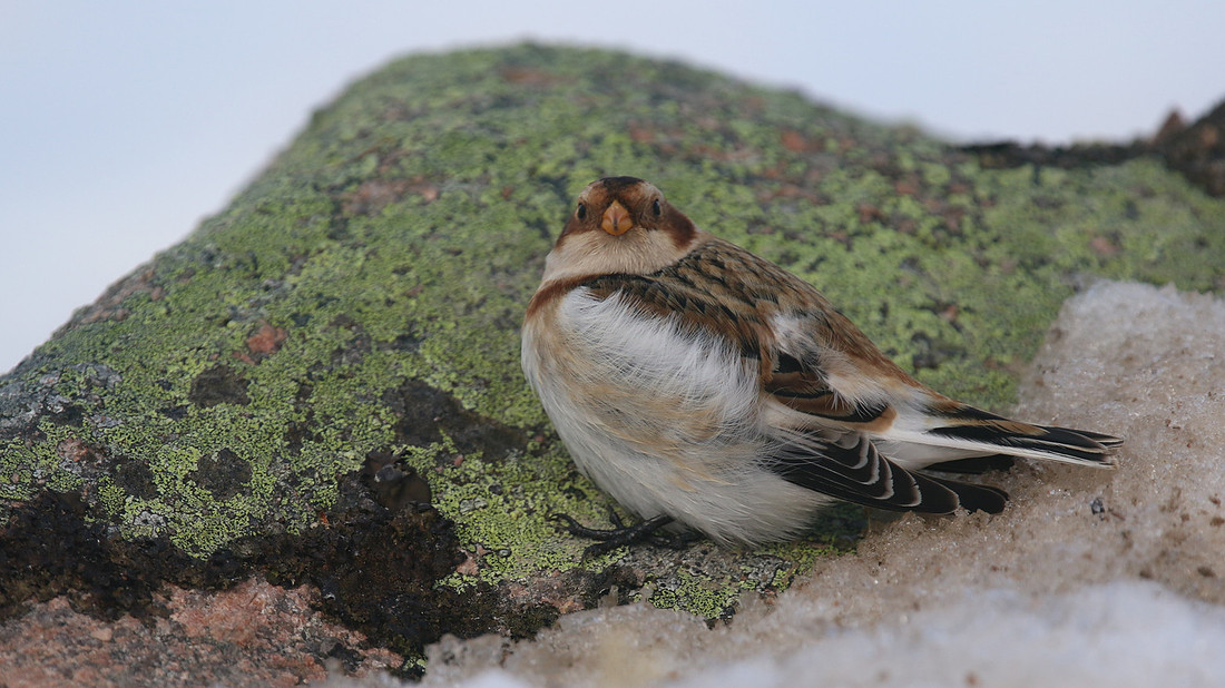 Snow Bunting, Cairngorms, February 2015