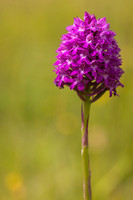 Pyramidal Orchid, Rudge Hill, July 2024