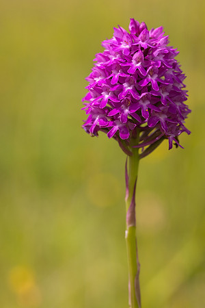 Pyramidal Orchid, Rudge Hill, July 2024