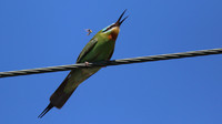 Blue-cheeked Bee-Eater, Larnaca, April 2016