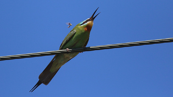 Blue-cheeked Bee-Eater, Larnaca, April 2016