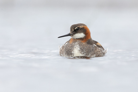 Red-necked Phalarope, Floi,  Iceland, June 2022