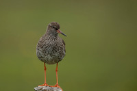 Common Redshank, Floi, Iceland, June 2022
