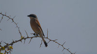 Red-backed Shrike, Cape Greco 2014