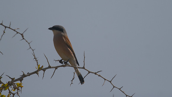 Red-backed Shrike, Cape Greco 2014
