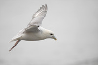 Fulmar, Iceland, June 2022