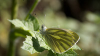 Green-veined White