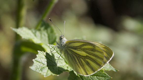 Green-veined White