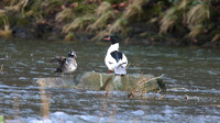 Harlequin Duck