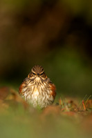 Redwing, Tockington, December 2022