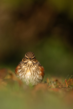Redwing, Tockington, December 2022