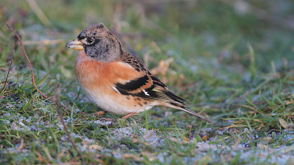 Brambling, Scaling Dam, January 2015