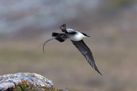 Long-tailed Skua, Áilegas fell, Finland, June 2025