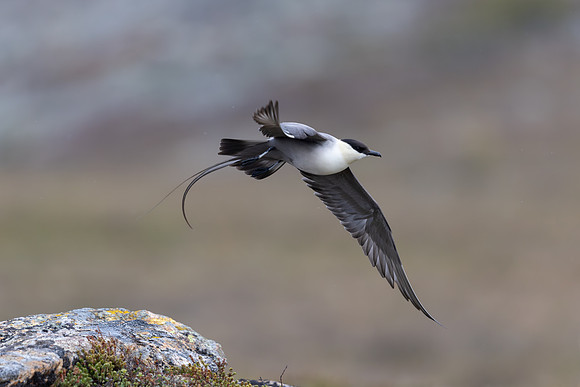 Long-tailed Skua, Áilegas fell, Finland, June 2025