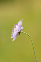 Small Scabious, Edge Hill, July 2022