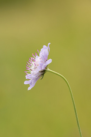 Small Scabious, Edge Hill, July 2022