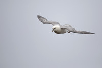 Fulmar, Iceland, June 2022