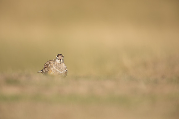 Dotterel, Cleeve Common, September 2022