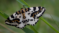 Magpie Moth