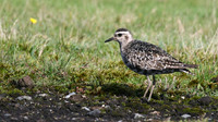 American Golden Plover, Davidstow, October 2016