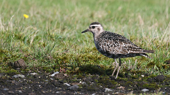 American Golden Plover, Davidstow, October 2016
