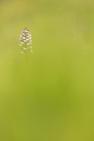 Lady Orchid, Kent, May 2024