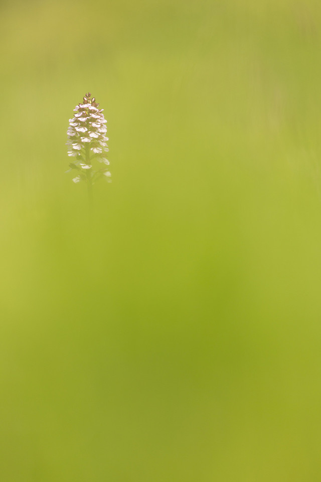 Lady Orchid, Kent, May 2024