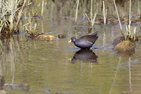 Lesser Moorhen