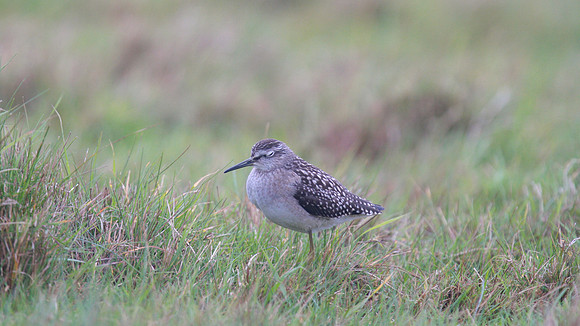Wood Sandpiper, Northwick Warth, August 2014