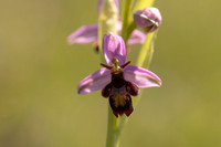 Fly x. Bee Orchid, Selsey Common, May 2024