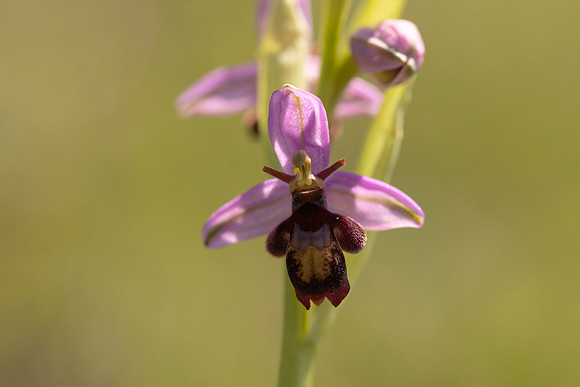 Fly x. Bee Orchid, Selsey Common, May 2024