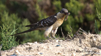 Great-spotted Cuckoo, Larnaca sewage works 2014