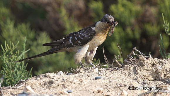 Great-spotted Cuckoo, Larnaca sewage works 2014