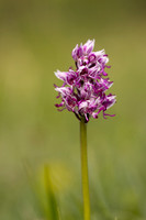 Monkey Orchid, Kent, May 2024