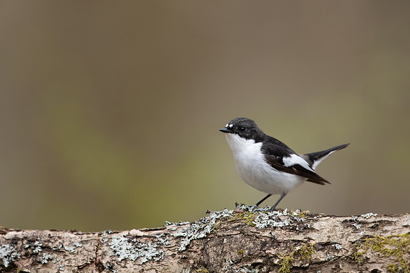 Pied Flycatcher, Forest of Dean, April 2021